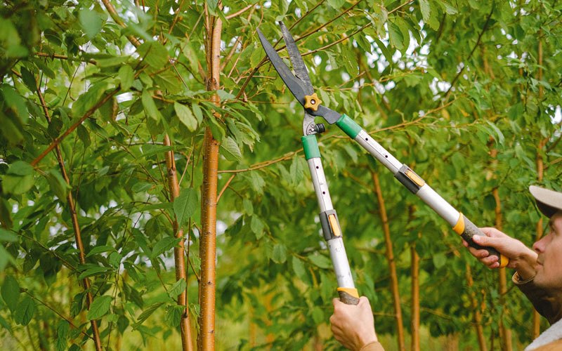 Tree trimming in Pond Eddy, NY