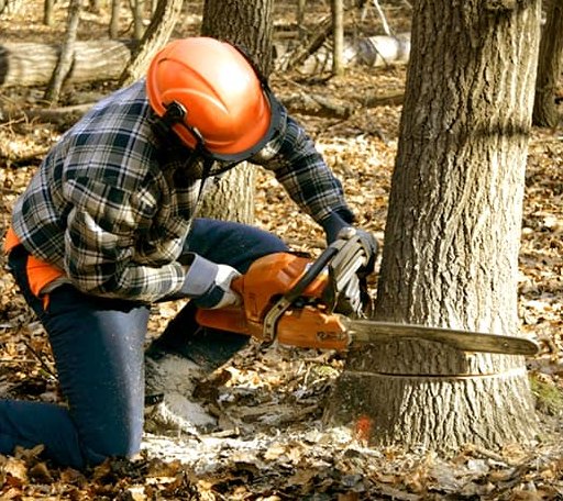 Tree Removal in Pond Eddy, NY